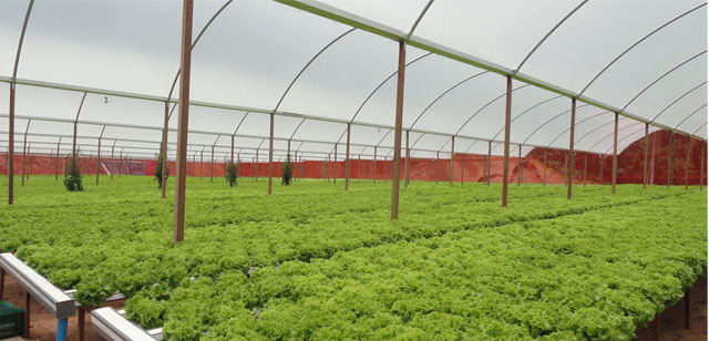 کاربرد پلی کربنات در پوشش گلخانه application of polycarbonate in greenhouse coating