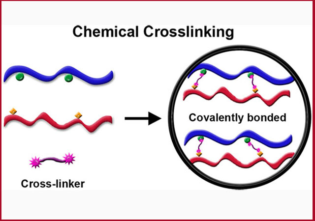 اتصالات عرضی شیمیایی chemical crosslinking 1