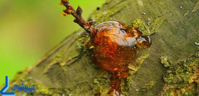 رزین طبیعی natural resins