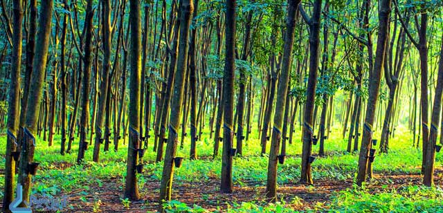 درختان بلند کائوچو natural rubbers trees